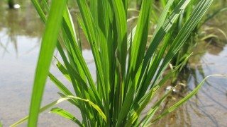 田植えしたばかりの稲の無料写真
