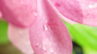 赤い墨田の花火（紫陽花）のフリー写真