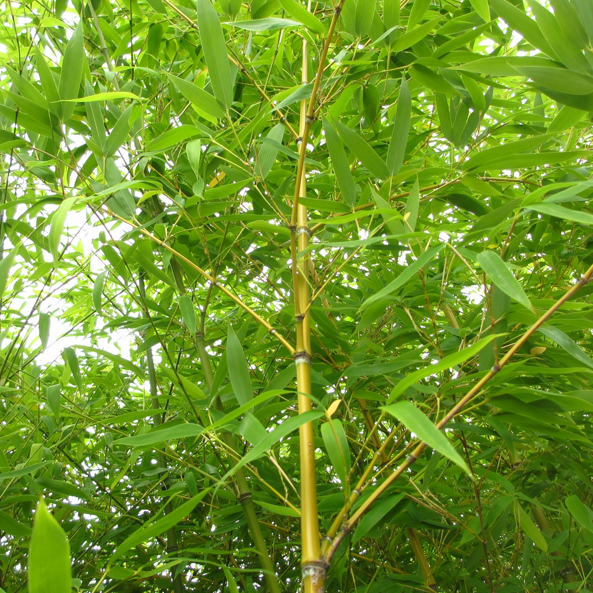 竹のフリー写真20150630 (5)