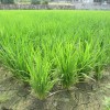 ６月の田んぼの稲の無料写真