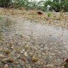 雨が降るとそこは小さなアクアリム！水たまりのフリー写真