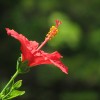 高知県では普通に道端に咲いている！南国の花、ハイビスカスの無料動画