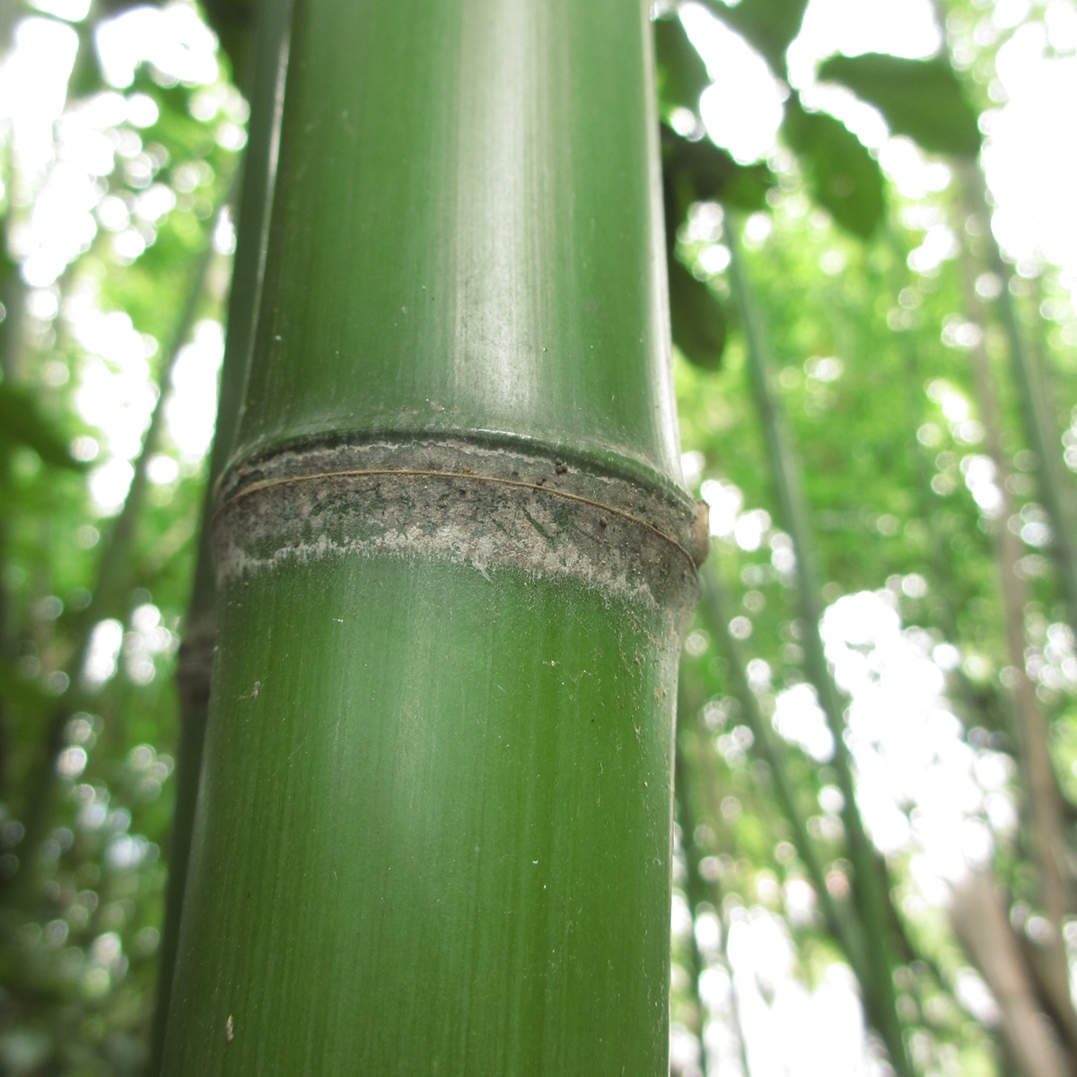 竹のフリー写真20150630 (15)