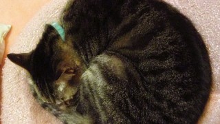 極限まで○！眠っている猫、ニャンモナイトのフリー素材