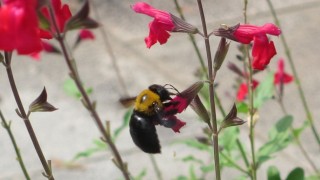 近づきたいけど怖い！花の蜜を吸うダンゴバチの無料写真