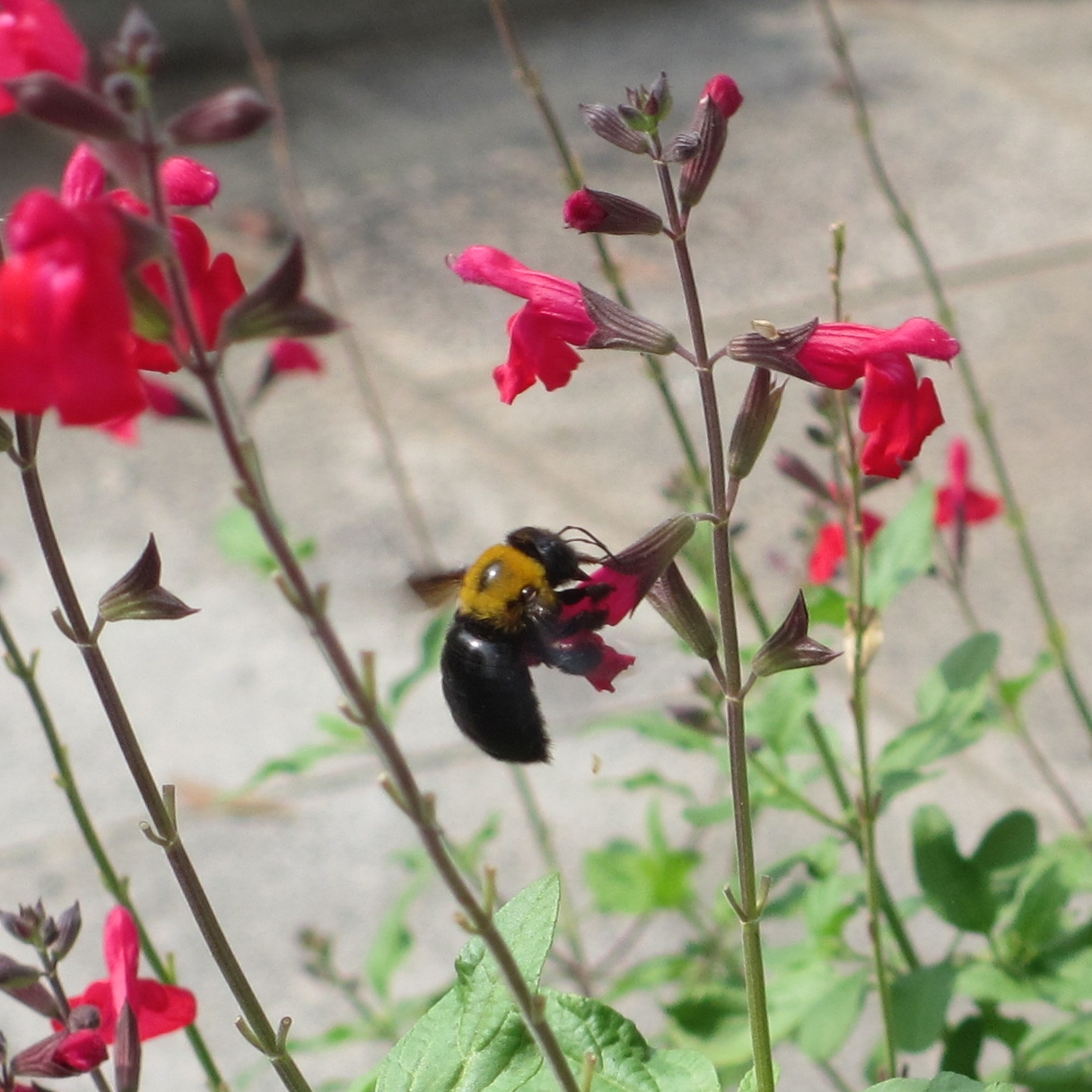 花の蜜を吸うダンゴバチの無料写真-01