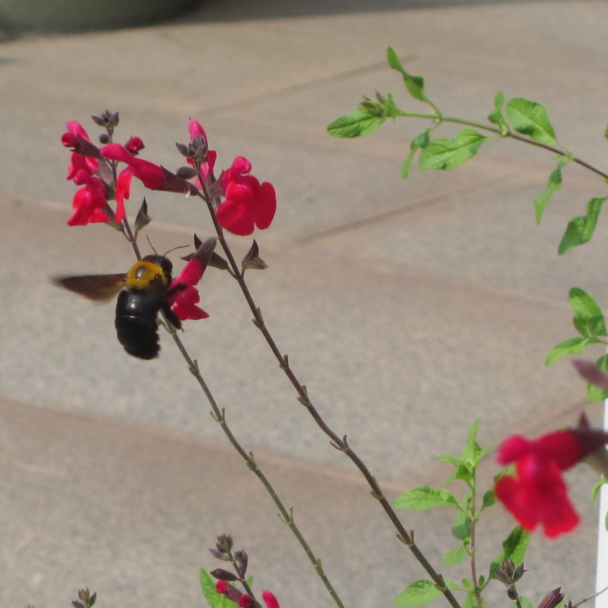 花の蜜を吸うダンゴバチの無料写真-02