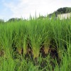 ７月の田んぼの稲の無料写真
