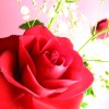 花言葉は『熱烈な愛』♡真っ赤なバラのフリー写真