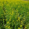 黄色い絨毯！菜花のフリー写真