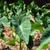 里芋の葉の無料写真