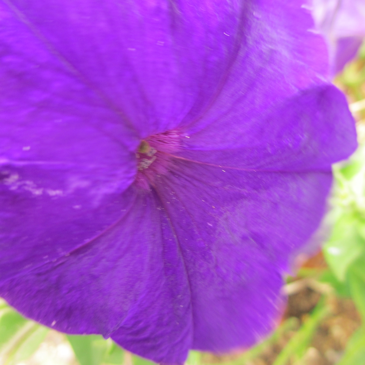 ペチュニア20150624＜紫＞ (7)