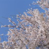 入園式拒否！入園式の時に撮影した桜