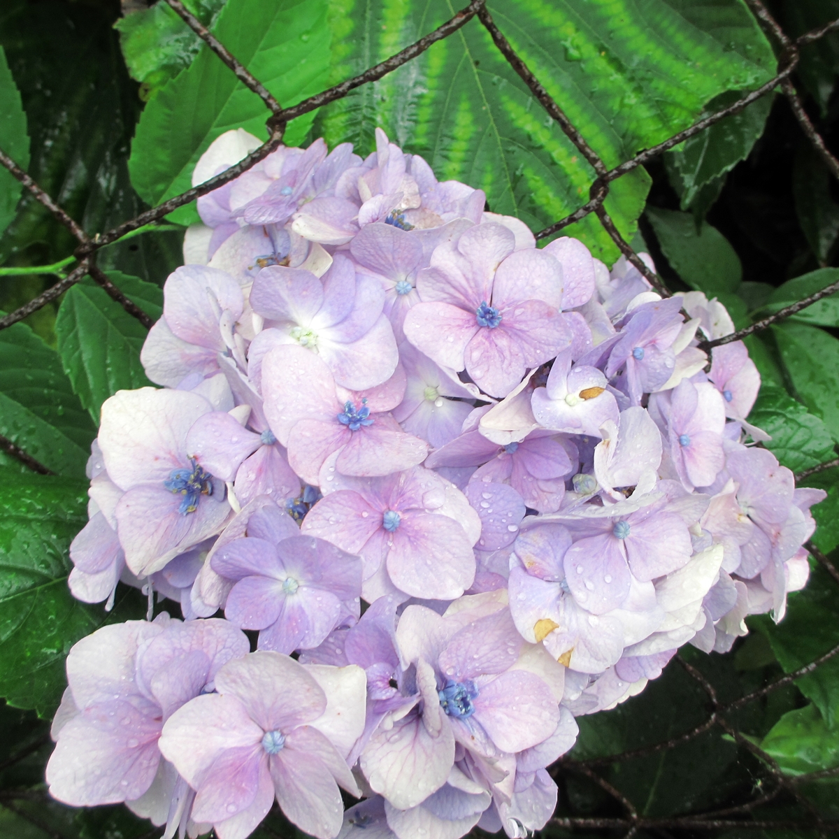 紫陽花20150626 (9)