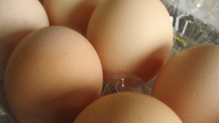 パックを開けたばかりの卵のフリー写真