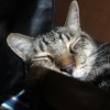 ニャンモナイト！丸まって寝ているキジトラ猫の無料写真