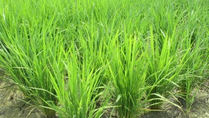 ６月の田んぼの稲の無料写真